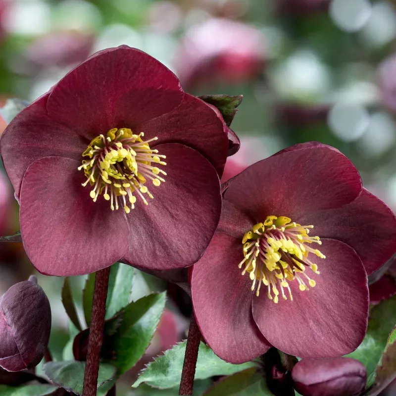 ‘Brunello’ Snow Rose | ‘Ice N’ Roses’ Series | Hellebore Gold Collection