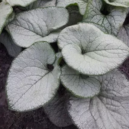 Brunnera macrophylla 'Silver Heart' – Siberian Bugloss