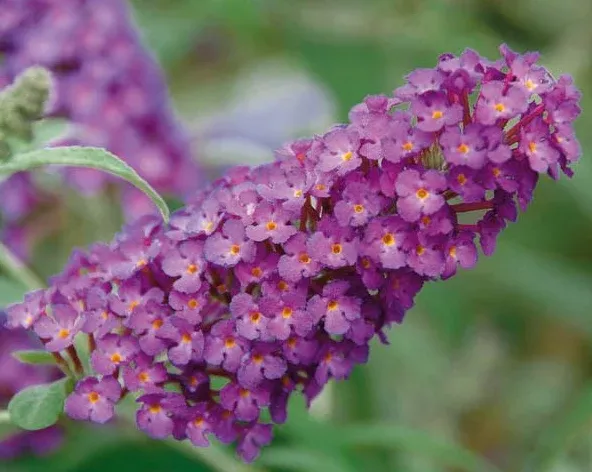 Buddleja 'Buzz Magenta' – Butterfly Bush