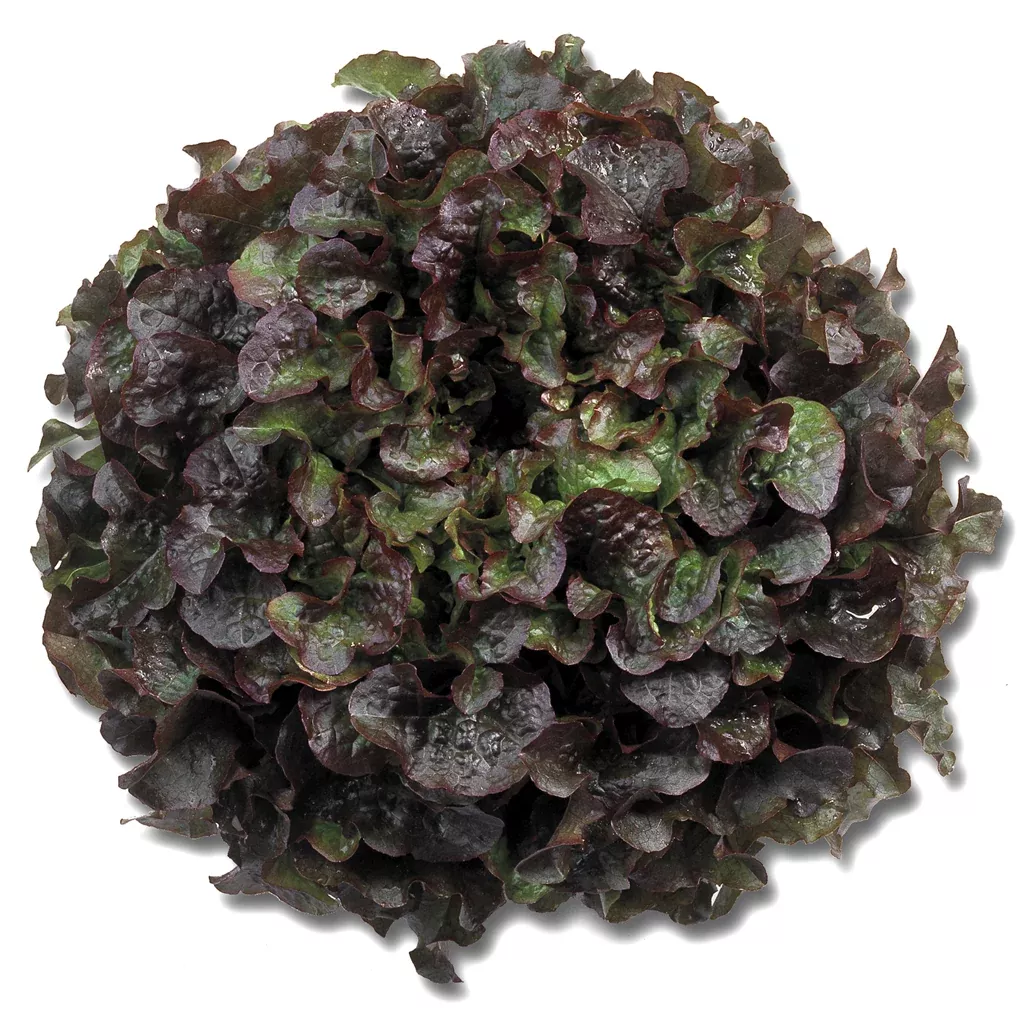 Bughatti F1 Oakleaf Lettuce, pelleted seed