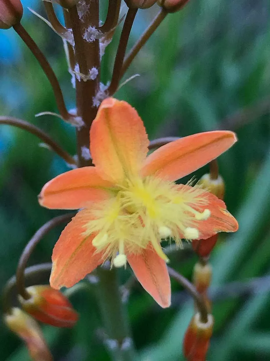 Bulbine frutescens (orange form) – Stalked Bulbine