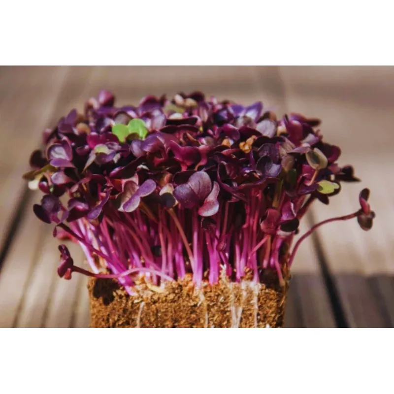 Bulk Radish Microgreen Seeds | Non-GMO Heirloom Sprouting Seeds for Micro Greens | Raphanus sativus