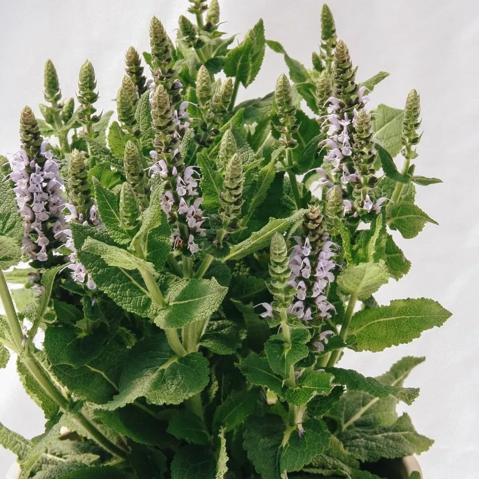 Bumblesky Sage