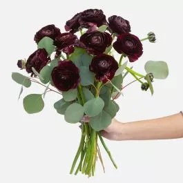 Burgundy Ranunculus Bouquet
