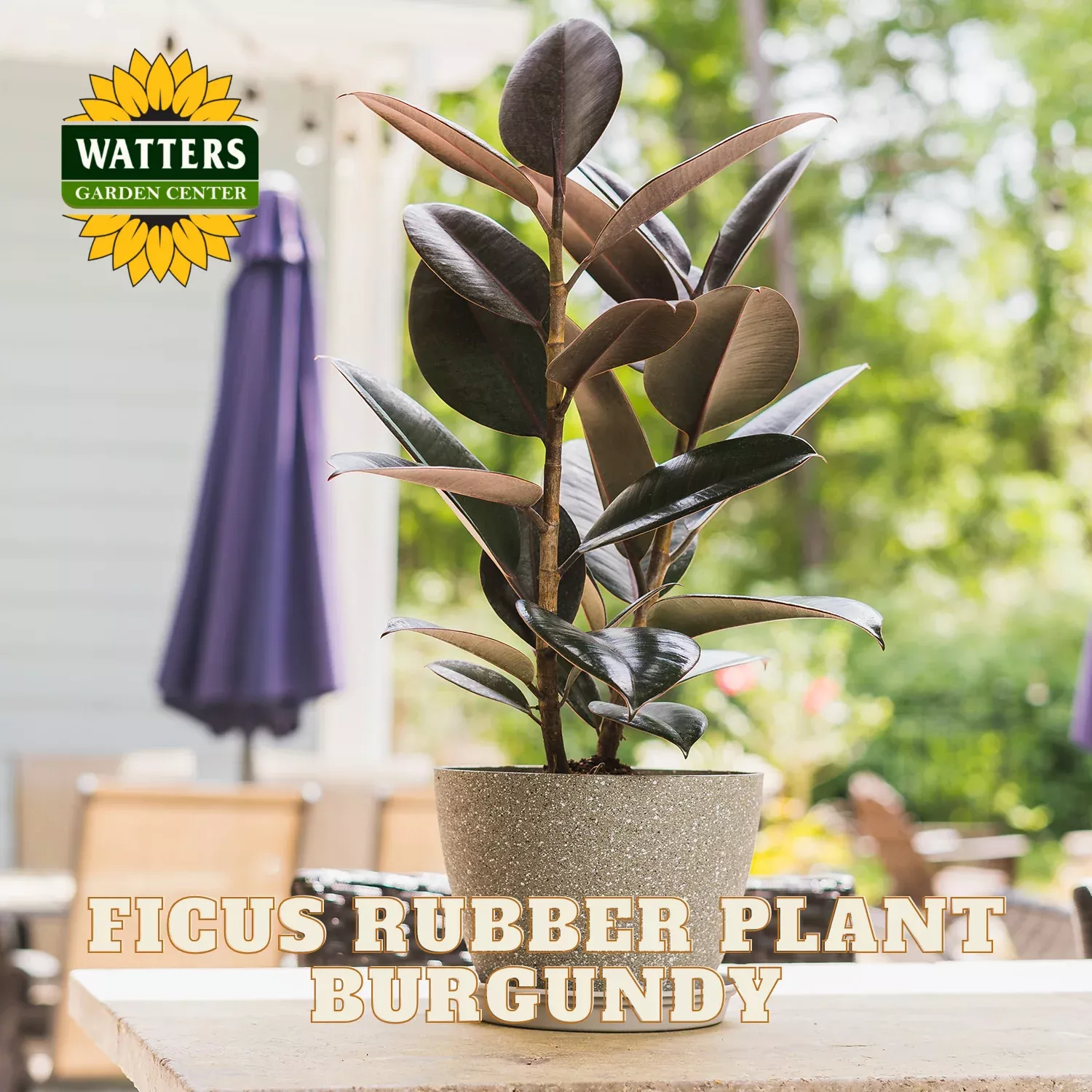 BURGUNDY RUBBER PLANT 6in
