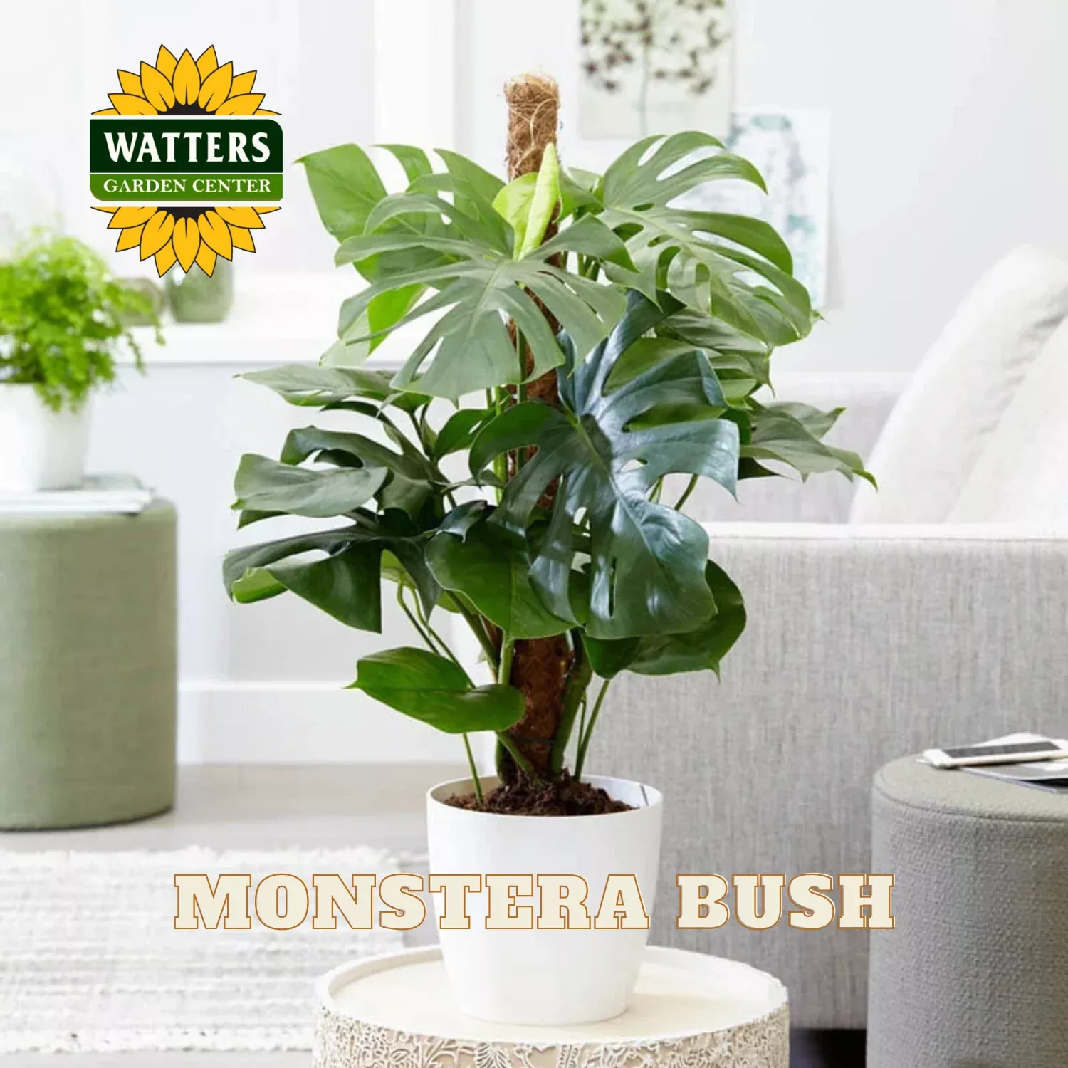 BUSH MONSTERA 8in
