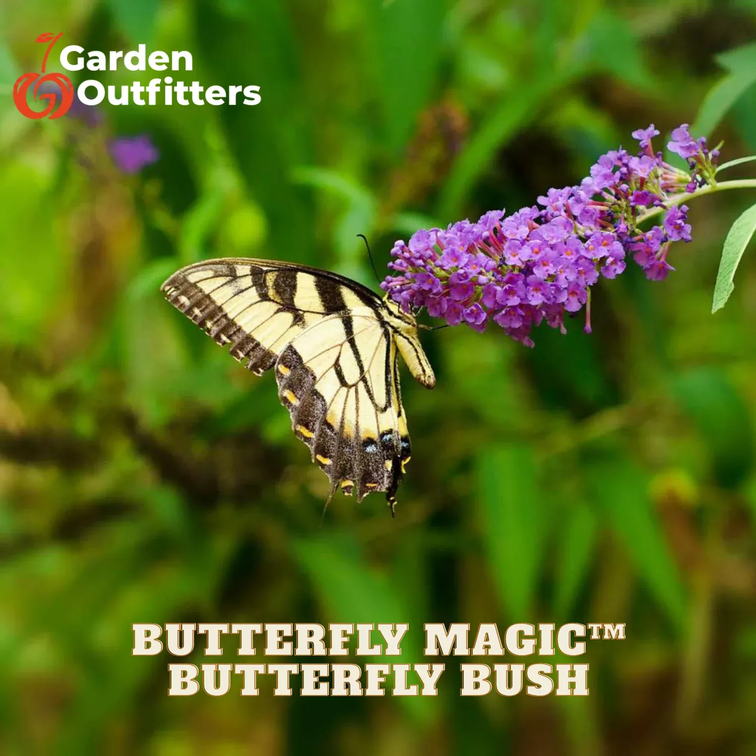 Butterfly Magic™ Butterfly Bush (BUDDLEIA BUTTERFLY MAGIC) – 3 gallon 3/PER POT