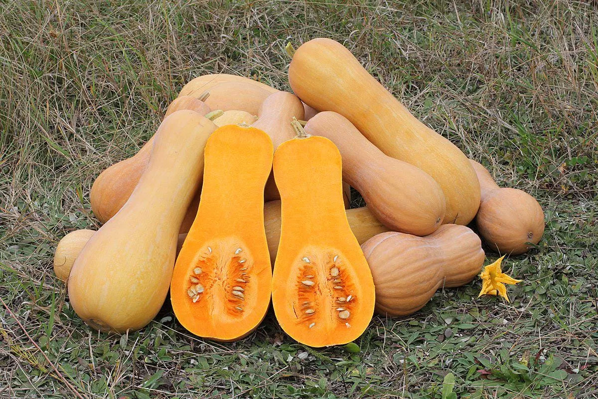 Butternut Squash Seeds - Super Sweet Organic Produce THIS SEASON! Fast