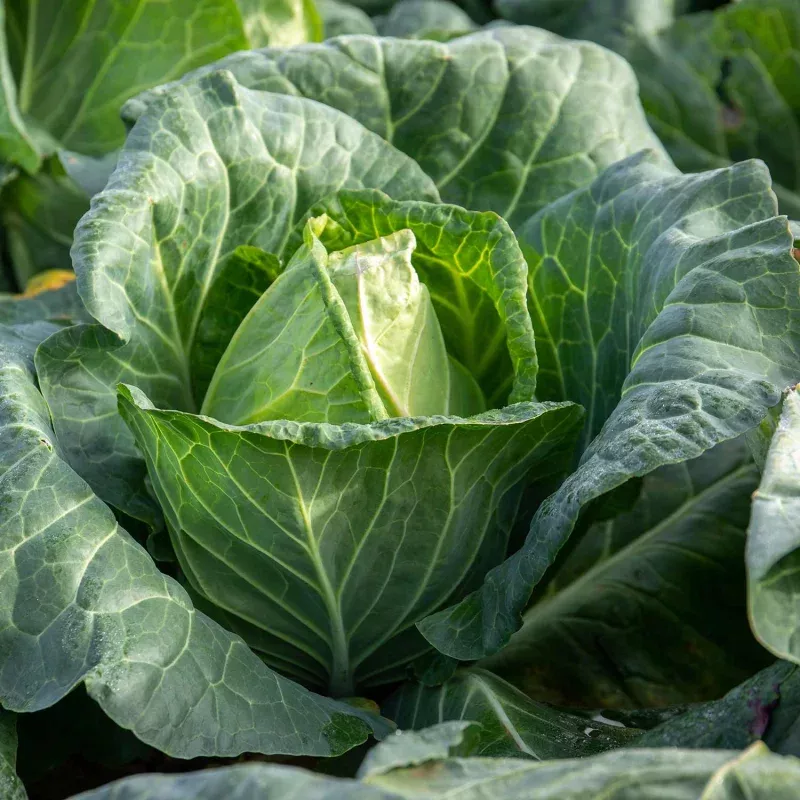 Cabbage 'Duncan'