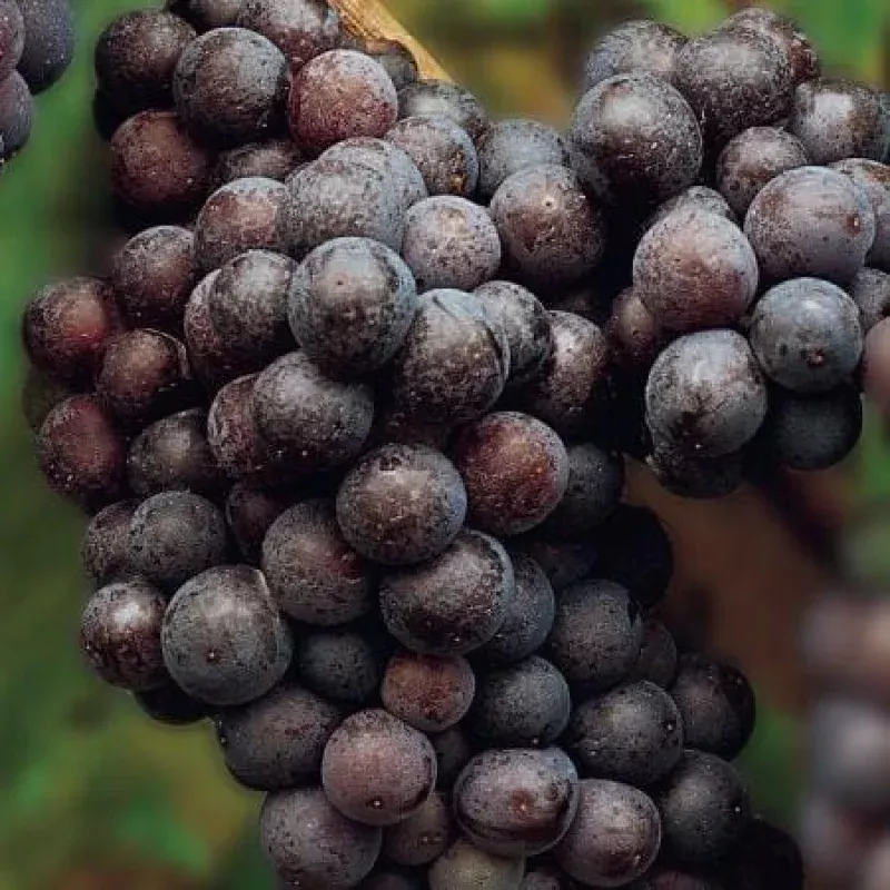 ‘Cabernet Sauvignon’ Grape Vine