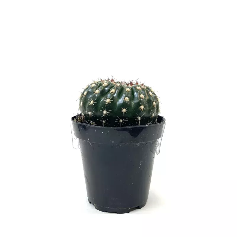 Cactus, 9cm, Notocactus Ubelmannianus