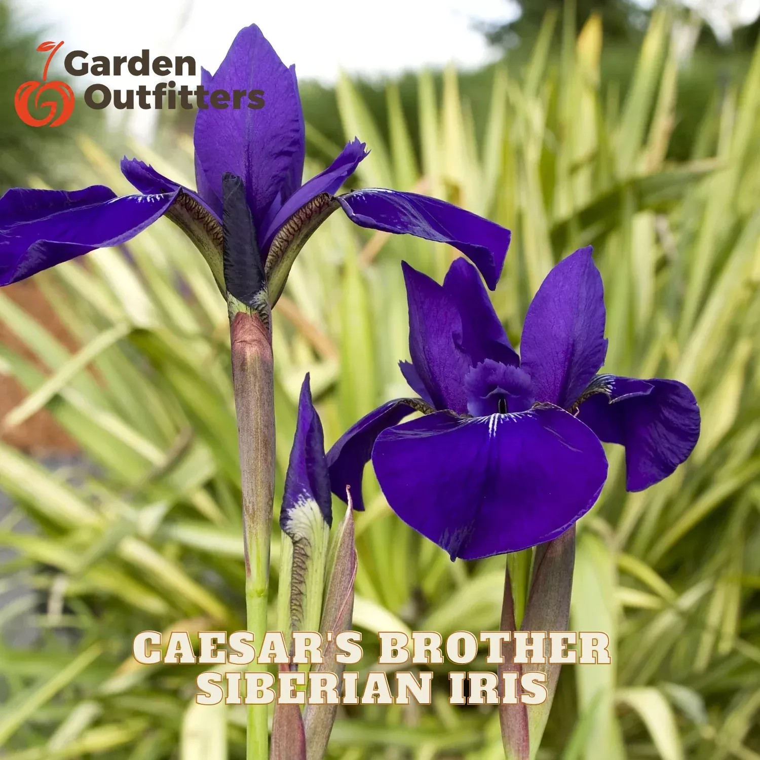 Caesar’s Brother Siberian Iris (IRIS SIBERICA CAESARS BROTHER) – 1 gallon
