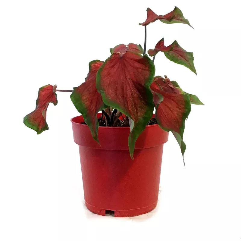 Caladium, 7.5in ,Joy
