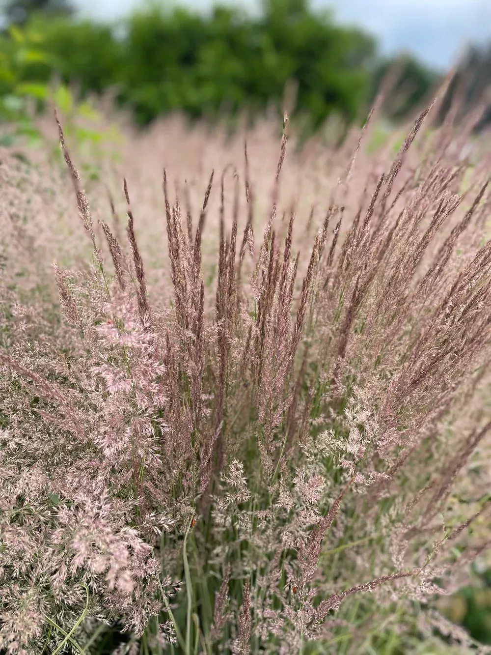 Calamagrostis brachytricha | Korean feather grass