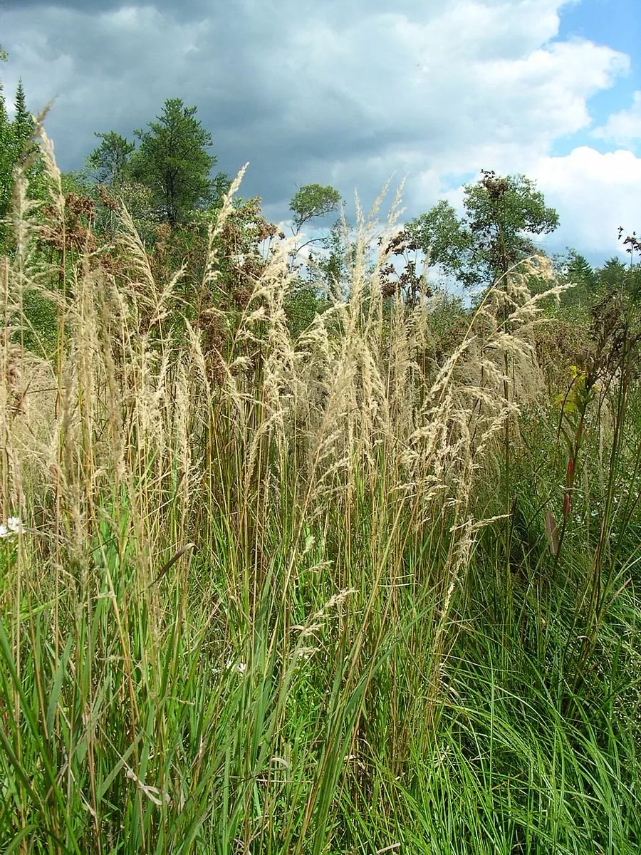 Calamagrostis canadensis | bluejoint grass