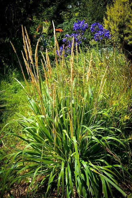 Calamagrostis nutkaensis 'The King' – Pacific Reed Grass