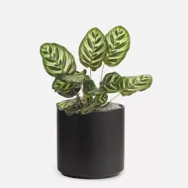 Calathea Peacock – Medio