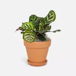 Calathea Peacock – Piccolo