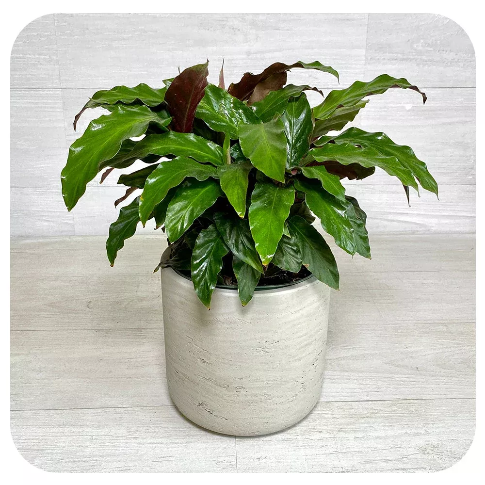 Calathea rufibarba
