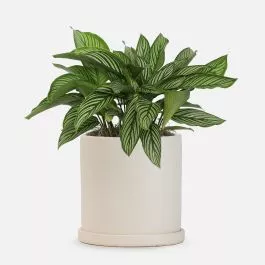 Calathea Vittata – Medio