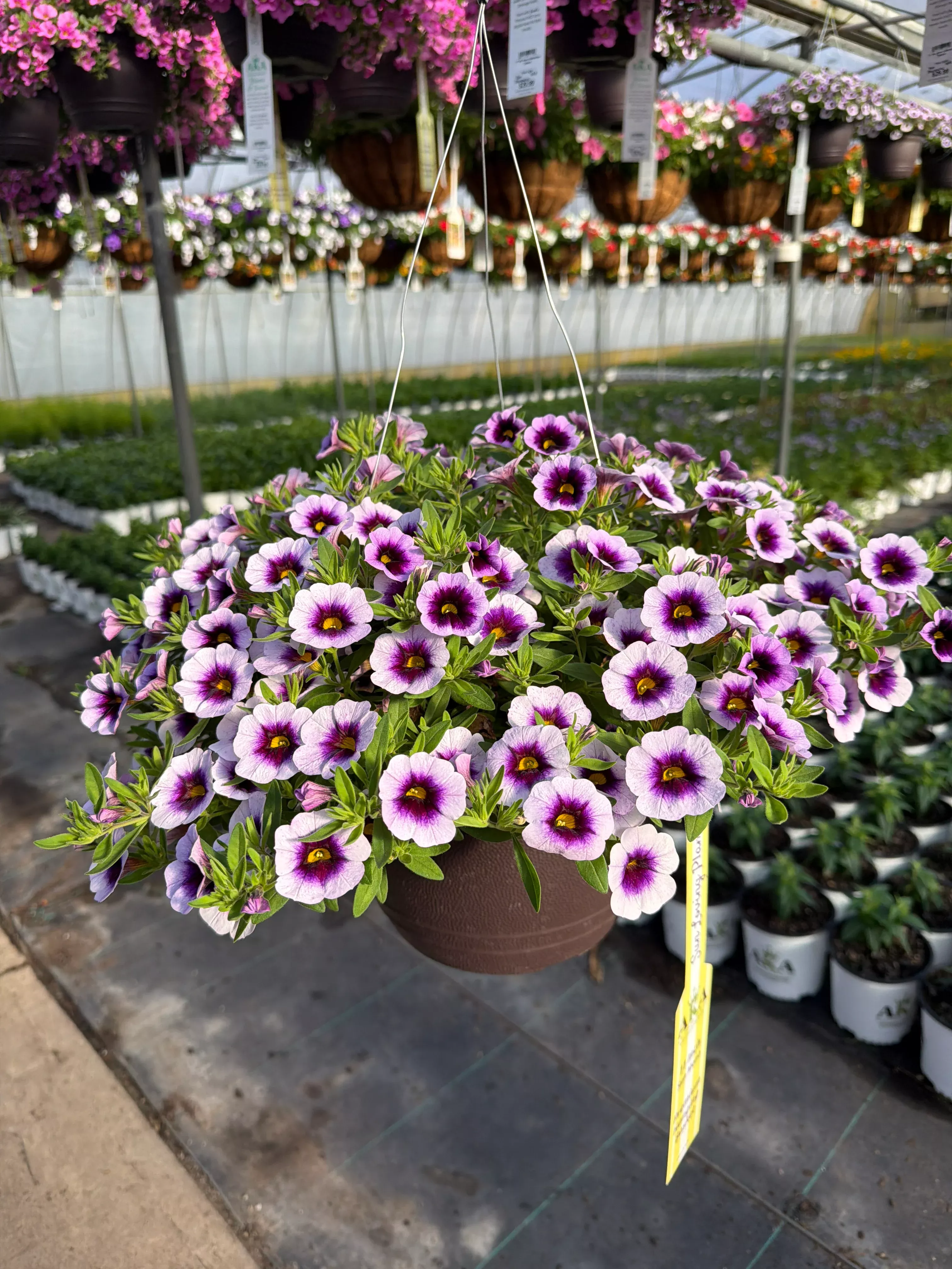 Calibrachoa Cabaret Lavender Kiss - 11