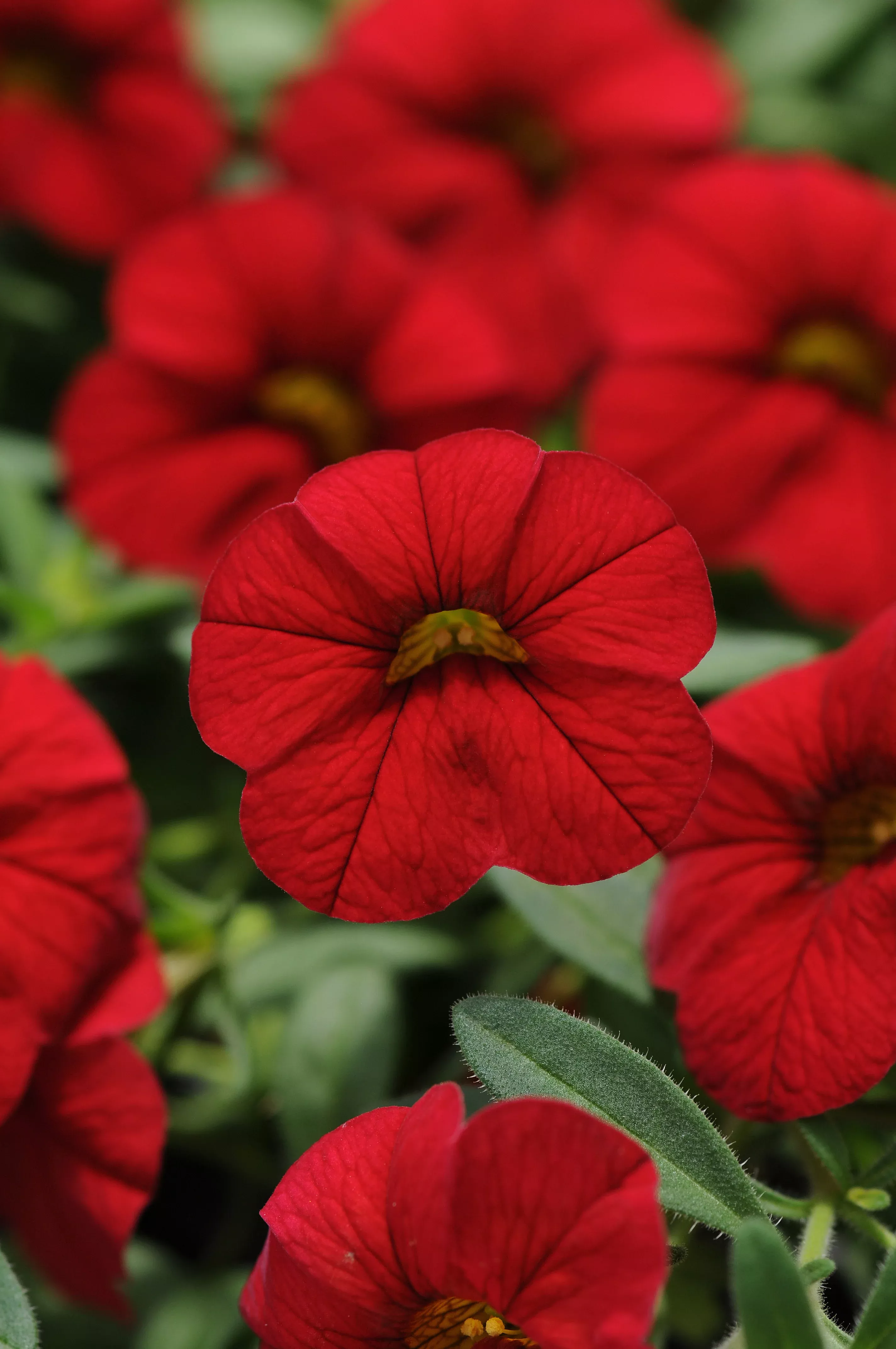 Calibrachoa Cabaret Red Bright - 11