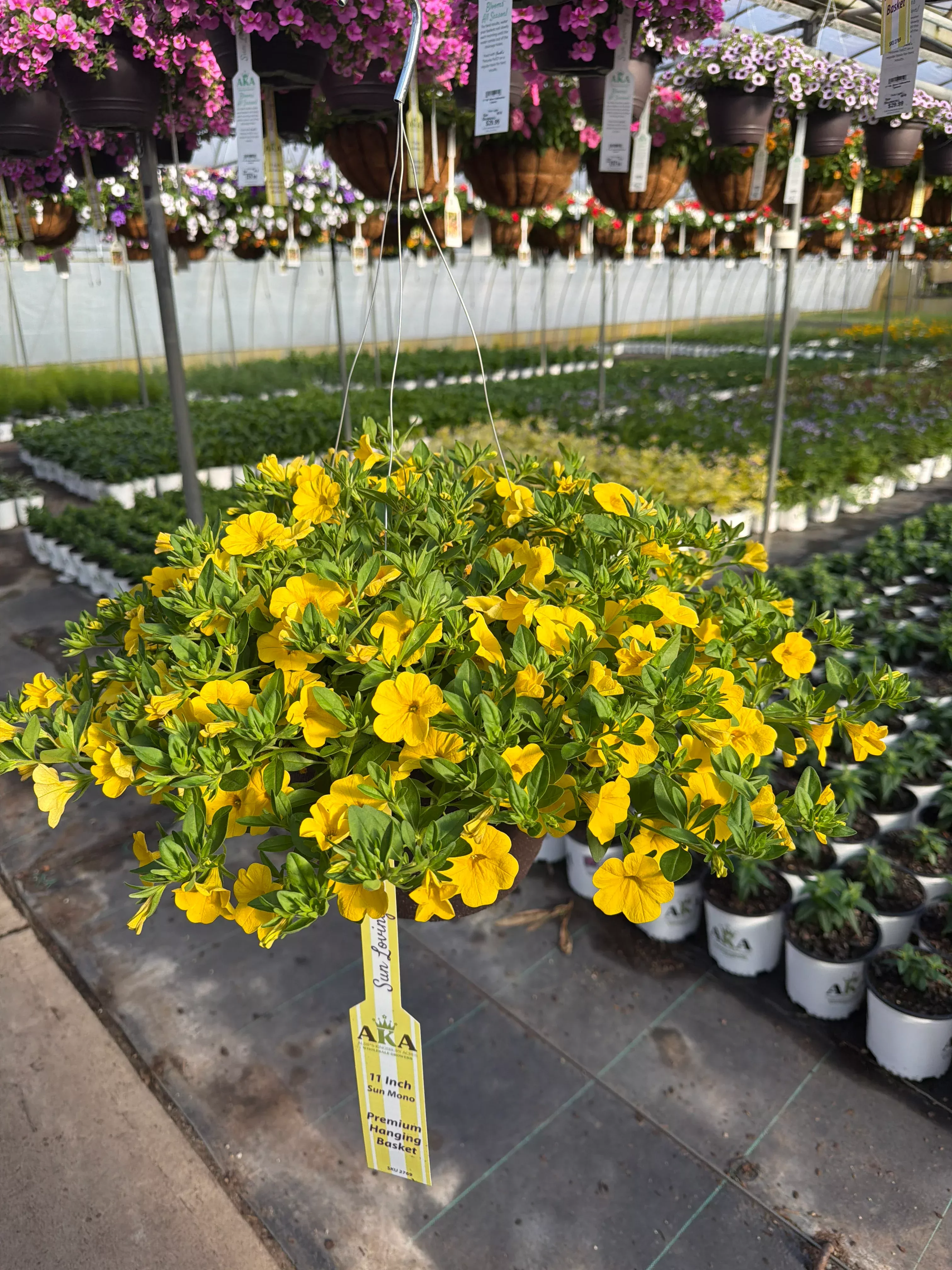 Calibrachoa Cabaret Yellow - 11