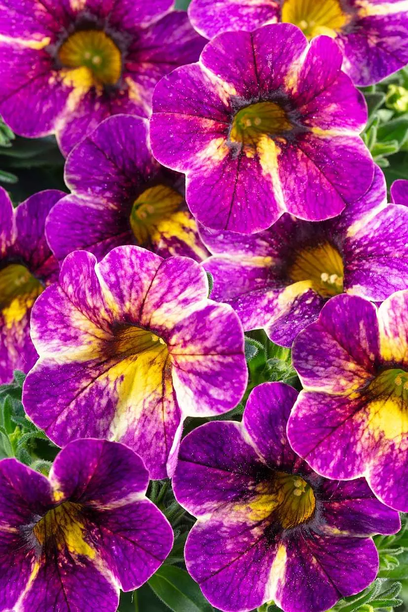 Calibrachoa hybrid Chameleon 'Blackberry Pie' – Million Bells