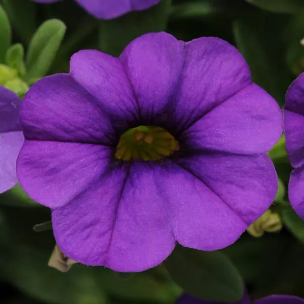 Calibrachoa MiniFamous Neo 'Blue' – Million Bells