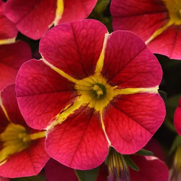 Calibrachoa MiniFamous Neo 'Red Hawaii' – Million Bells