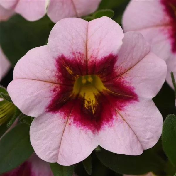 Calibrachoa MiniFamous Uno 'Pink Strike' – Million Bells