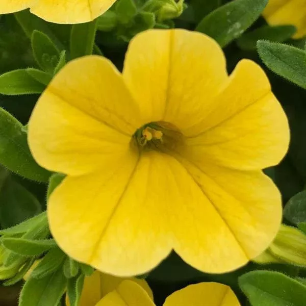 Calibrachoa MiniFamous Uno 'Yellow' – Million Bells