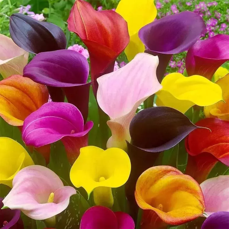 Calla Lily Bulbs for Planting – Mixed Color