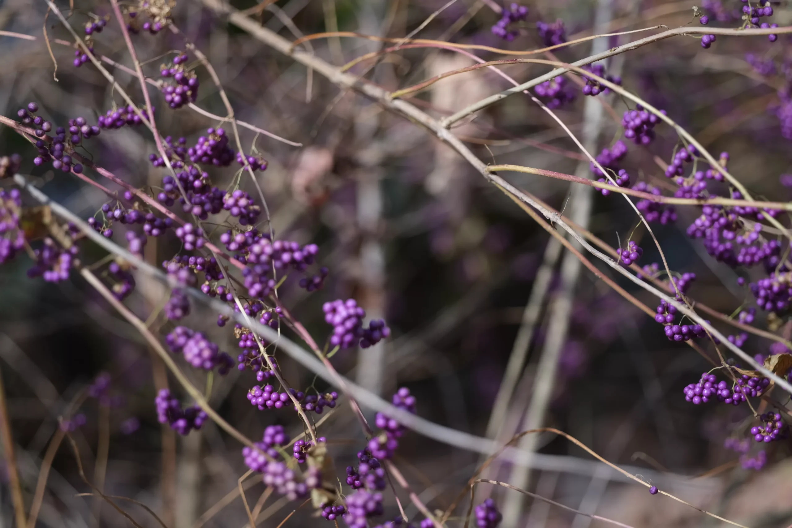 Callicarpa dichotoma 'Early Amethyst' | beautyberry