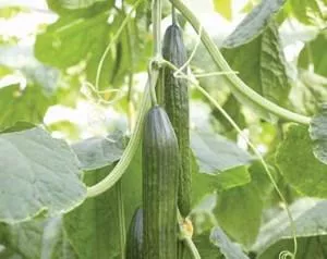 Camaro F1 (Untreated) Long Dutch Cucumber