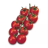 Camelia F1Cherry Tomato