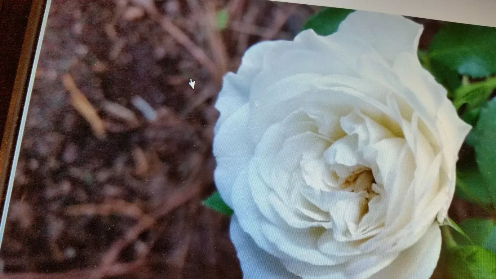 Camellia Bienville Impressive