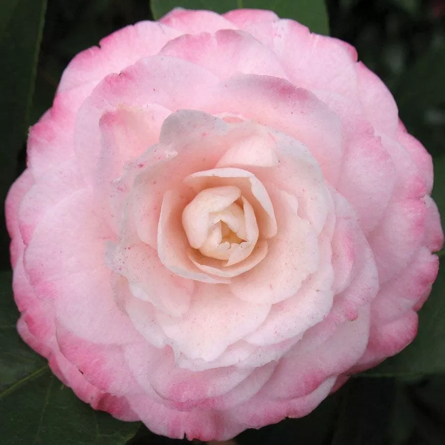 Camellia Grace Albritton