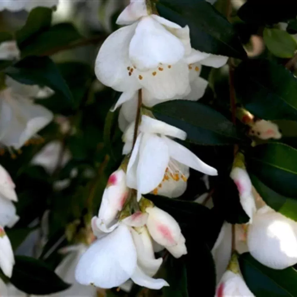 Camellia Handelii