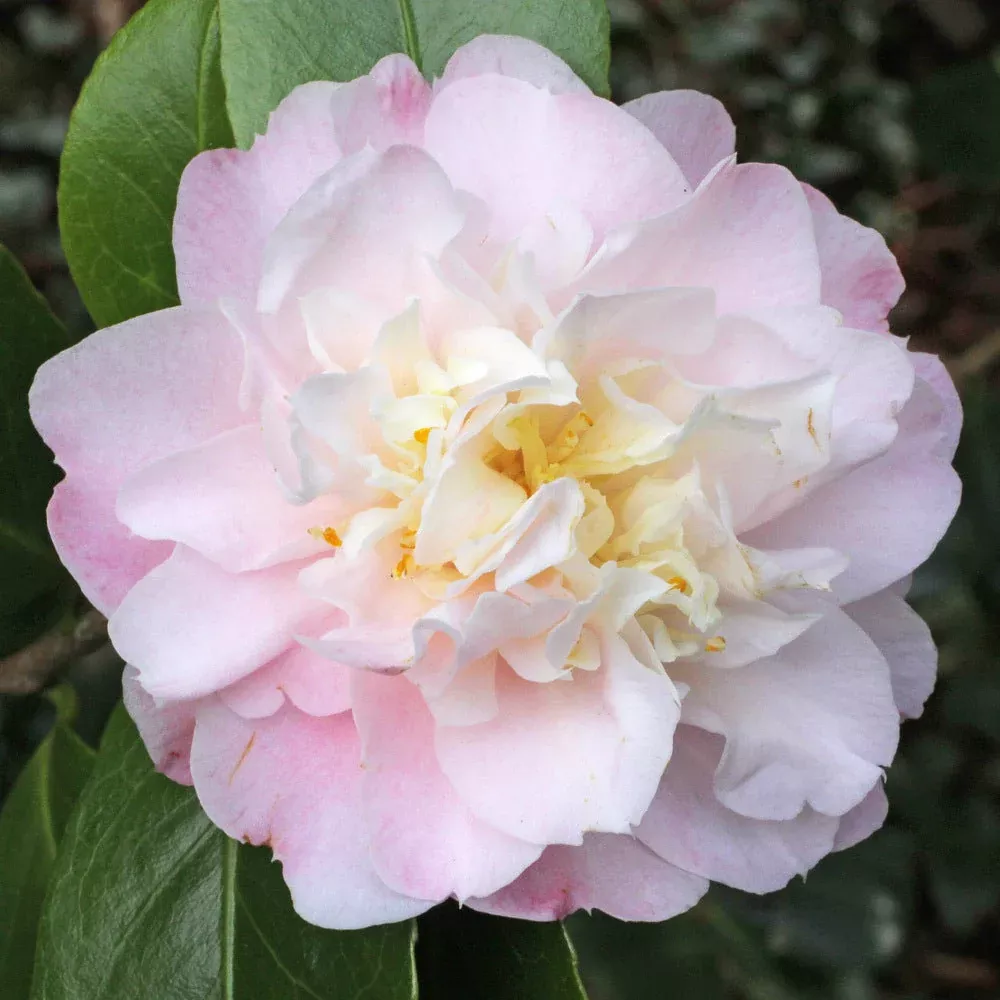 Camellia Nina Avery