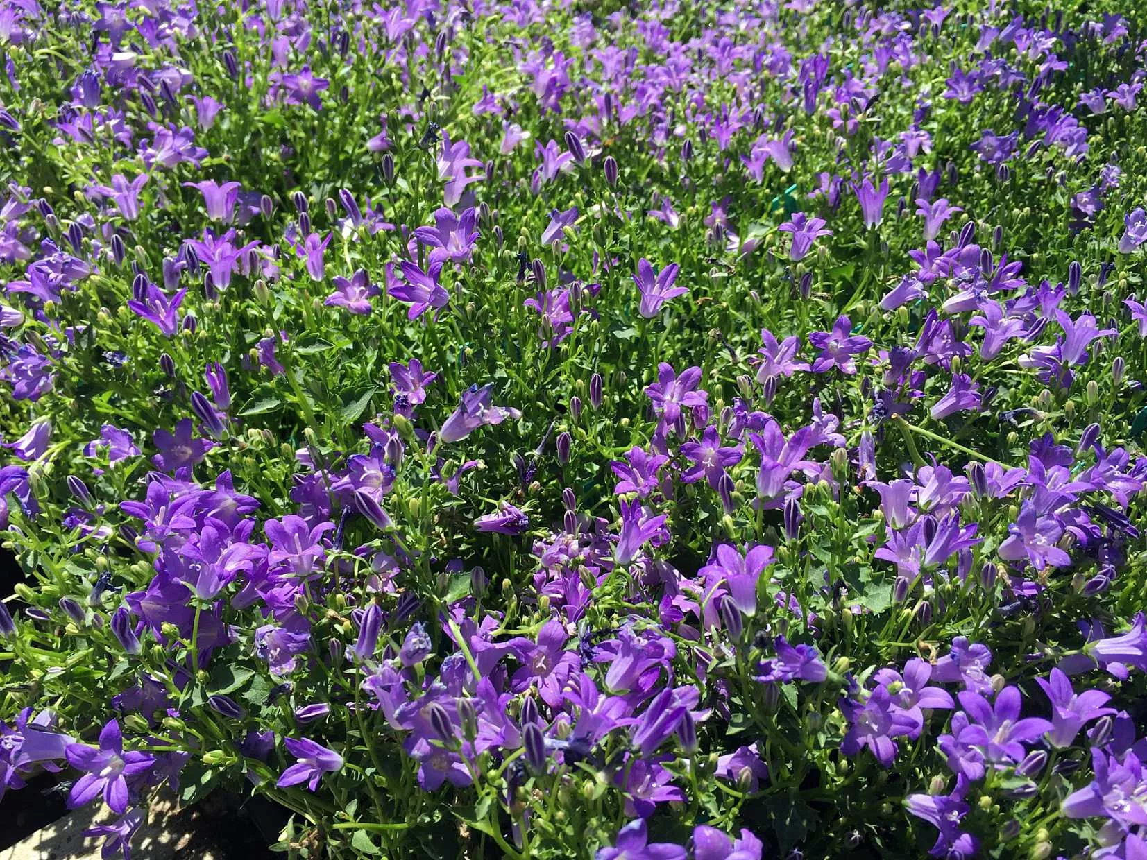 Campanula ‘Birch Hybrid’ – Bellflower