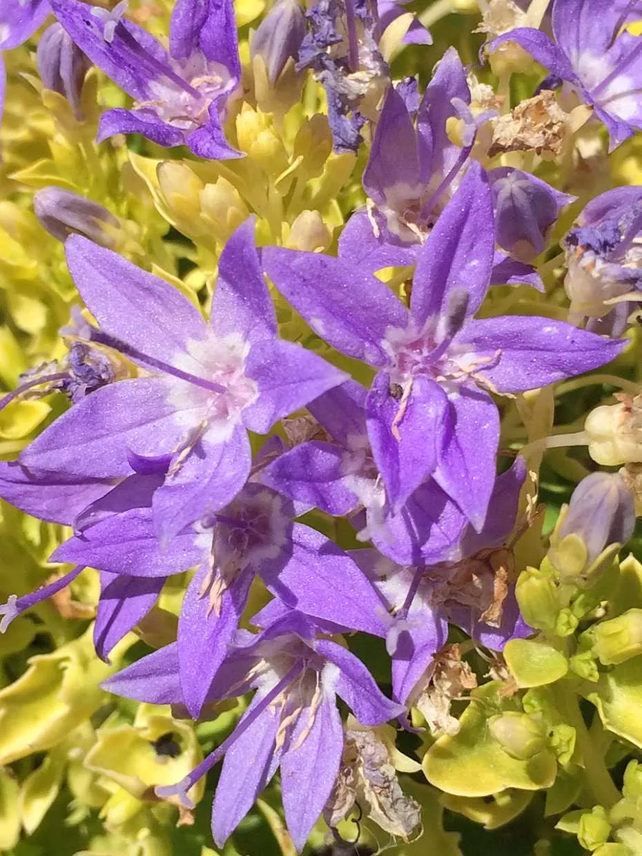 Campanula garganica ‘Dickson’s Gold’ – Bellflower