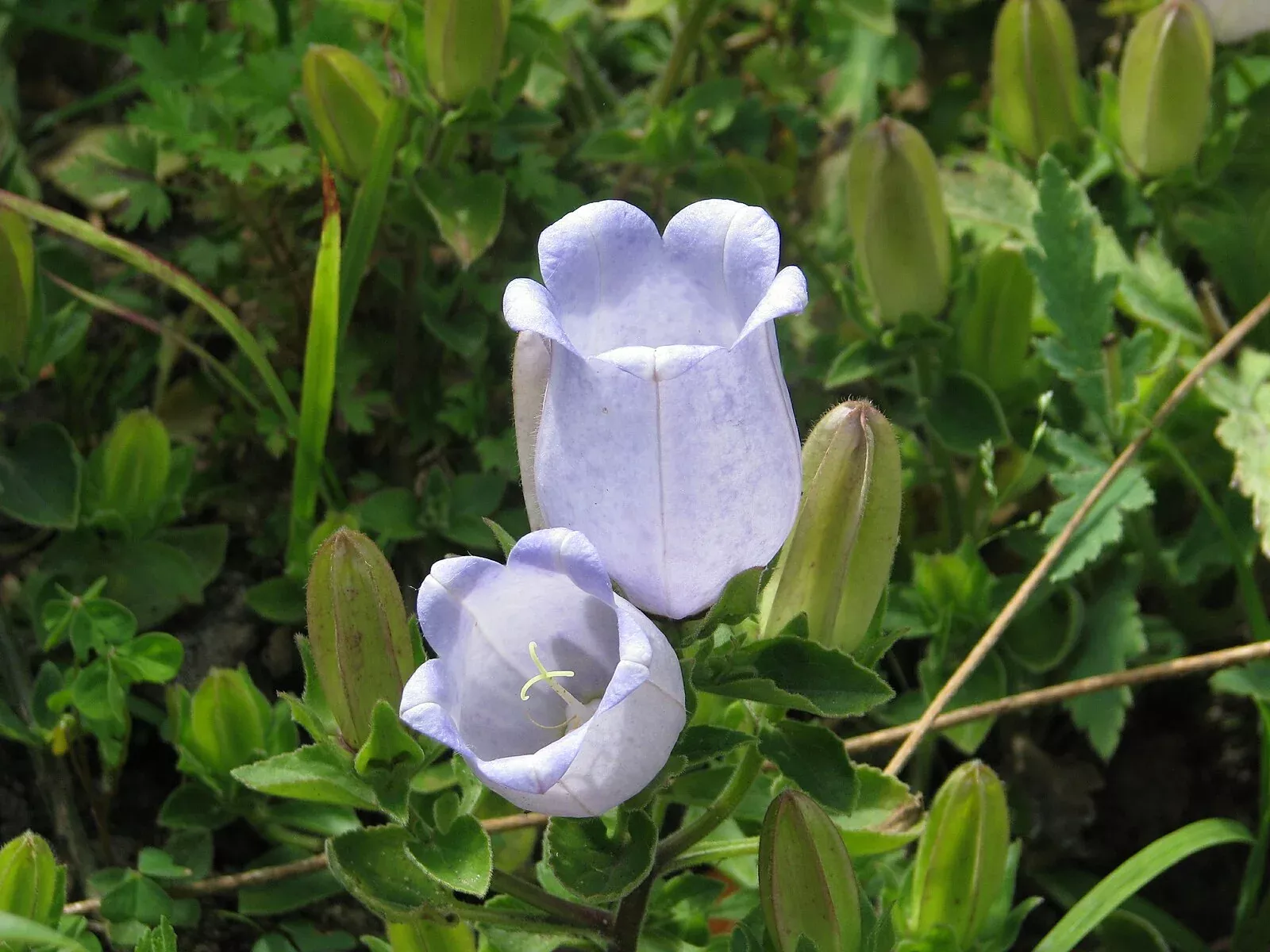 Campanula incurva | Evia bellflower