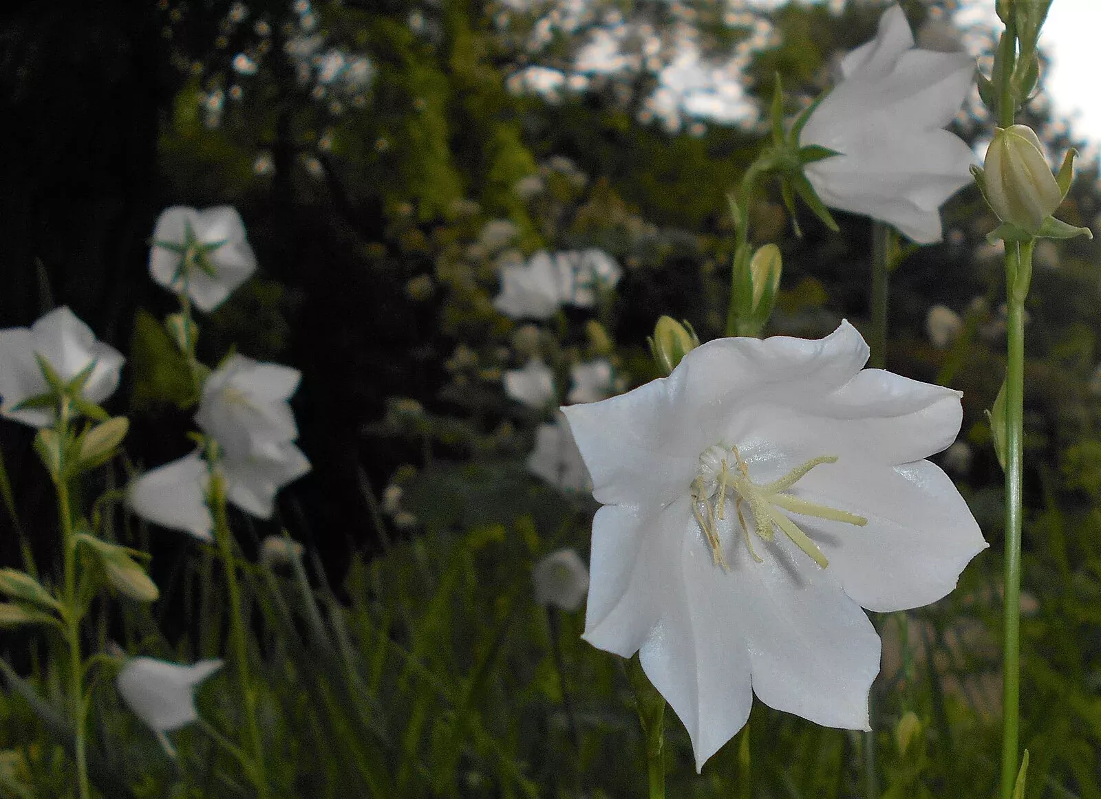 Campanula persicifolia – Peach-Leaved Bellflower