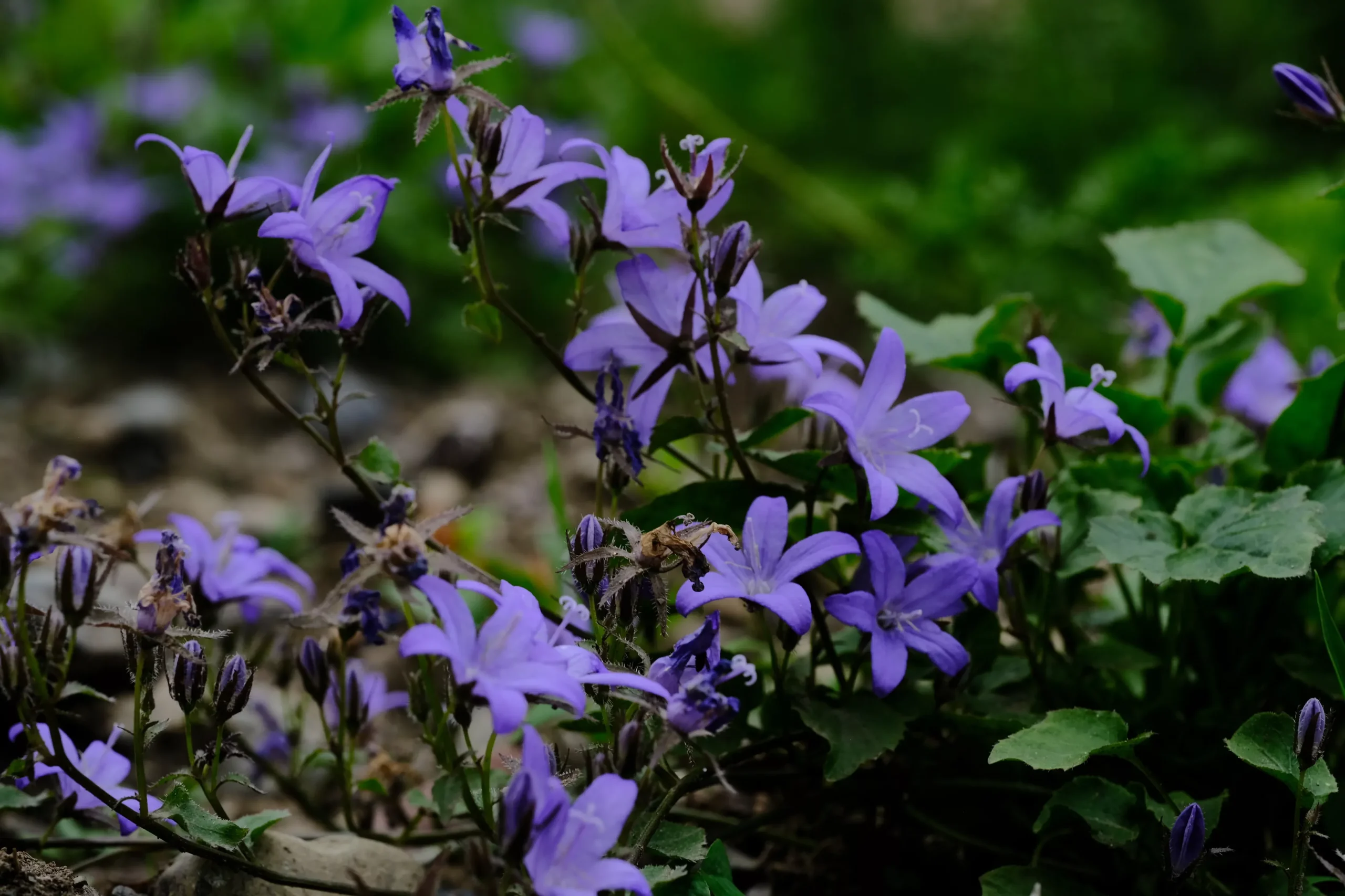 Campanula poscharskyana – Serbian Bellflower