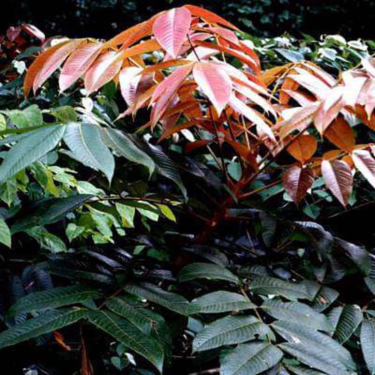 Canarium Strictum Dammar 8211 Plant