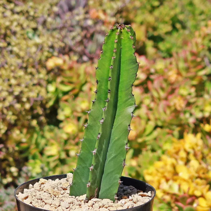 Candelabra Tree 'Euphorbia ingens'