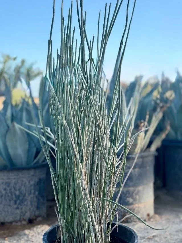 CANDELILLA WAX PLANT 2gal