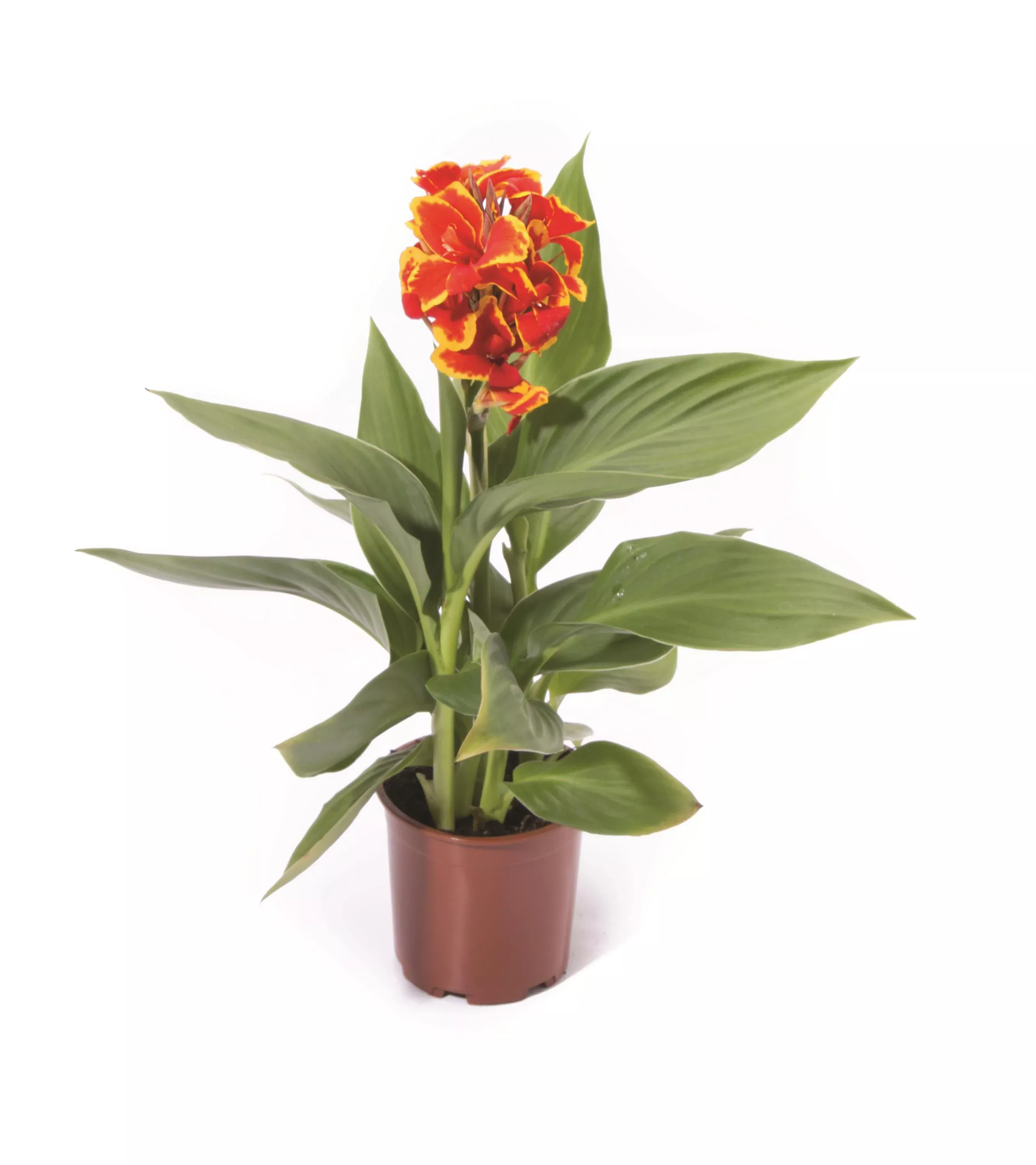 Canna Cannova Red Golden Flame - 8