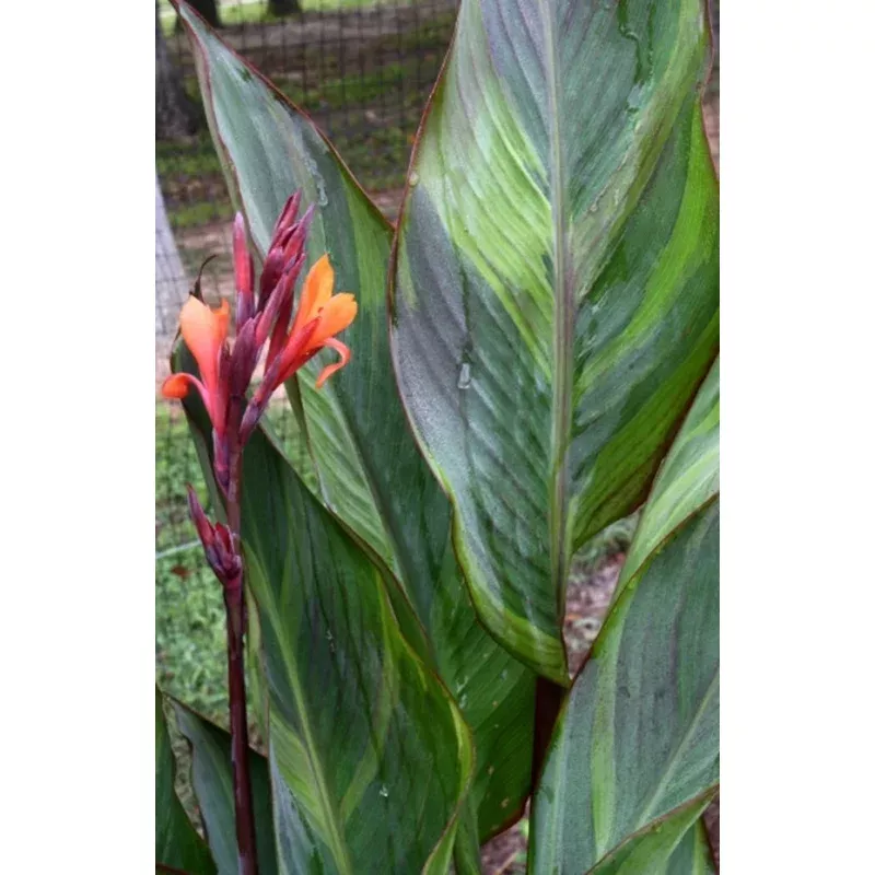 Canna generalis Thai Rainbow